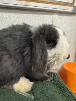 ROSIE -  Bunny Rabbit Rabbit for Adoption in Camarillo, California - ROSIE | PetCurious