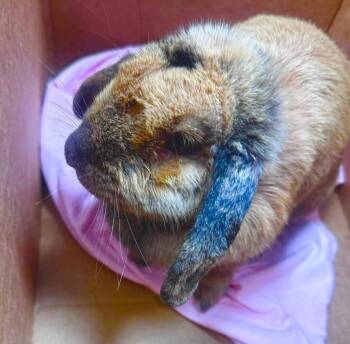 Cadbury -  French Lop Rabbit for Adoption in Paradis, Louisiana - Cadbury | PetCurious