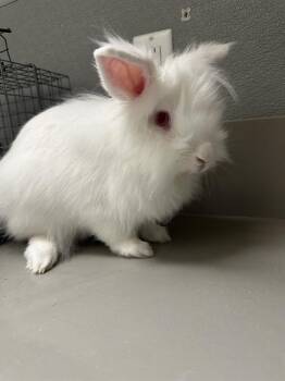 JOHNNY BRAVO -  Bunny Rabbit Rabbit for Adoption in Las Vegas, Nevada - JOHNNY BRAVO | PetCurious