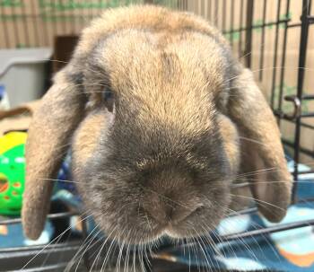 Holland Lop Rabbits Available for Adoption in Oshkosh, Wisconsin - Gabby | PetCurious