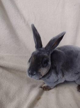 BlueBell -  Mini Rex Rabbit for Adoption in Plymouth, Michigan - BlueBell | PetCurious