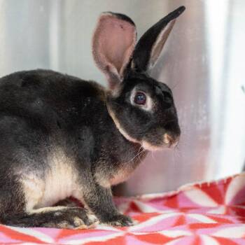 Odysseus -  Rex Rabbit for Adoption in San Diego, California - Odysseus | PetCurious