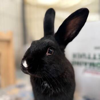 Rescue Havana Rabbits for Adoption in Kanab, Utah - LeBun James | PetCurious