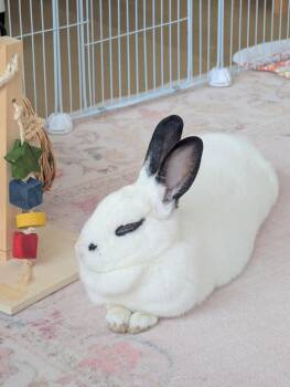 BLU -  Hotot Rabbit for Adoption - BLU | PetCurious