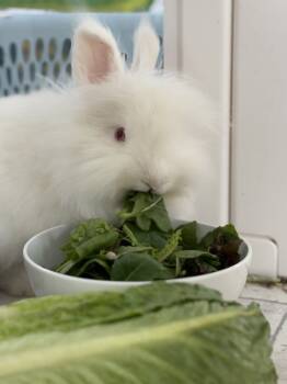 Rescue Angora Rabbit Rabbits for Adoption in Silverdale, Washington - Michael Penix Jr. - In Foster | PetCurious