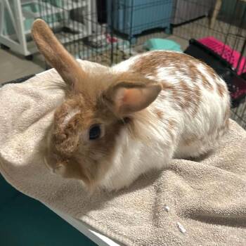 Jill -  Bunny Rabbit Rabbit for Adoption in West Olive, Michigan - Jill | PetCurious