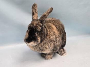 Bobo -  Harlequin Rabbit for Adoption in Minneapolis, Minnesota - Bobo | PetCurious