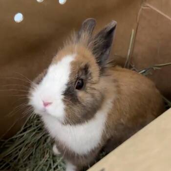 Ralph -  Lionhead and Dutch Rabbit for Adoption in San Diego, California - Ralph | PetCurious