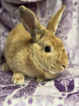 Harlequin Rabbits Available for Adoption - Willow: Video!! | PetCurious
