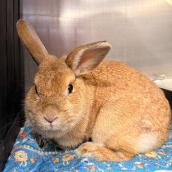 Winnie -  American Rabbit for Adoption in Winston-salem, North Carolina - Winnie | PetCurious