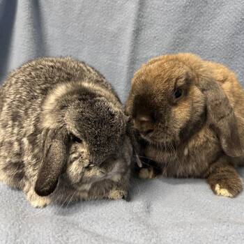 Mini Lop Rabbits Available for Adoption in Oak Park, Illinois - Cinnamon (& Potato) | PetCurious