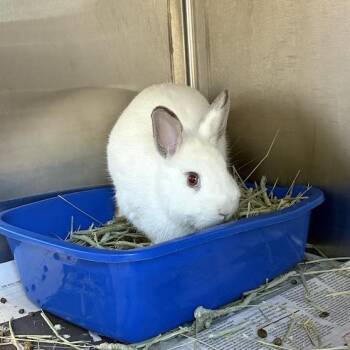 Bluey -  Netherland Dwarf and American Rabbit for Adoption in Pittsburgh, Pennsylvania - Bluey | PetCurious
