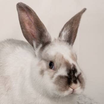 Rescue Bunny Rabbit Rabbits for Adoption in Mill Valley, California - Hatter Jr. | PetCurious