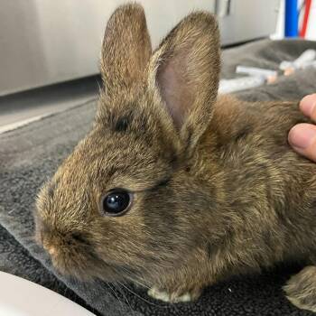 Bunny Rabbit Rabbits Available for Adoption in Asheville, North Carolina - Aster | PetCurious