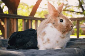 Rupert and Cocoa Puff -  Lionhead Rabbit for Adoption in Taylorsville, Utah - Rupert And Cocoa Puff | PetCurious