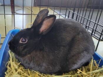 Rescue Bunny Rabbit Rabbits for Adoption in Palo Alto, California - WANDA | PetCurious