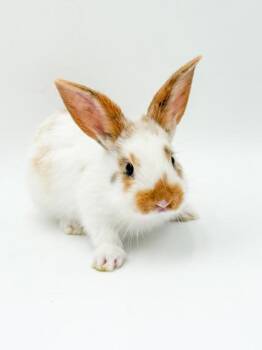 Kale (Bonded W/ Bambi) -  American Rabbit for Adoption in Bowling Green, Kentucky - Kale (Bonded W/ Bambi) | PetCurious