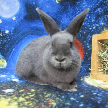 Spritz -  Bunny Rabbit Rabbit for Adoption in Wilmington, Delaware - Spritz | PetCurious