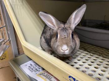 Rescue Bunny Rabbit Rabbits for Adoption in Pflugerville, Texas - Ms Klaus | PetCurious