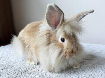 Bear -  Lionhead and Flemish Giant Rabbit for Adoption in Westford, Massachusetts - Bear | PetCurious