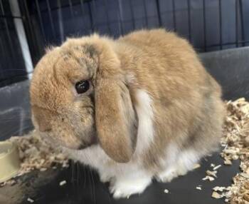 Garfield -  Mini Lop Rabbit for Adoption in East Brookfield, Massachusetts - Garfield | PetCurious