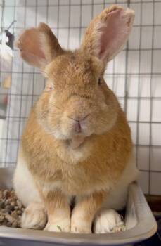 Angelito -  American Rabbit for Adoption in Mill Valley, California - Angelito | PetCurious