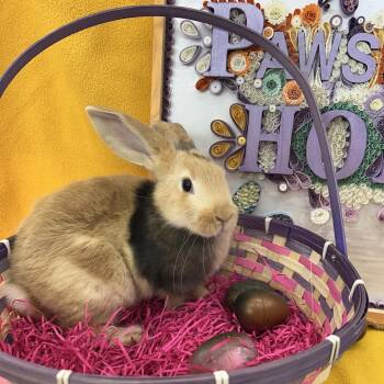 Bunny Rabbit Rabbits Available for Adoption in North Canton, Ohio - Larry | PetCurious