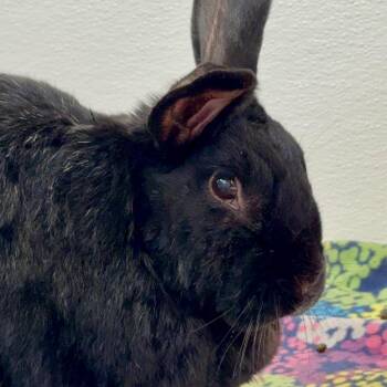 Havana Rabbits Available for Adoption - Pancake | PetCurious