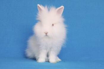 Simchi aka Frankie -  Lionhead Rabbit for Adoption in Santa Cruz, California - Simchi Aka Frankie | PetCurious