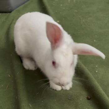 Tweety -  Bunny Rabbit Rabbit for Adoption in Gansevoort, New York - Tweety | PetCurious