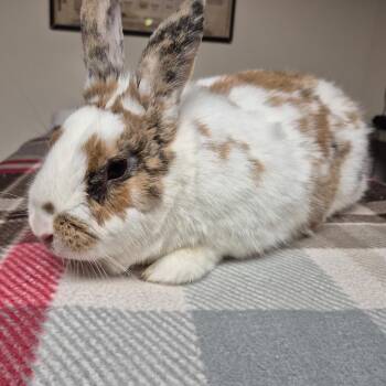 Hunny Bunny -  Bunny Rabbit Rabbit for Adoption in Gansevoort, New York - Hunny Bunny | PetCurious