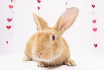 Bunny Rabbit Rabbits Available for Adoption - Ollie Jones | PetCurious