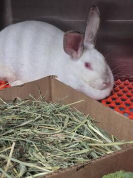 Himalayan Rabbits Available for Adoption in Cincinnati, Ohio - Calla | PetCurious