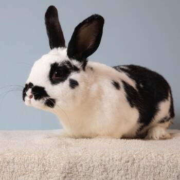 English Spot Rabbits Available for Adoption in Richmond, California - Chance | PetCurious