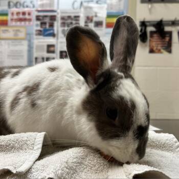 Brock -  Bunny Rabbit Rabbit for Adoption in Murray, Utah - Brock | PetCurious