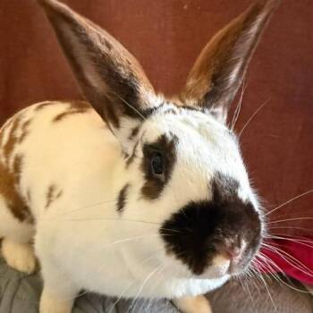 Georgie Kerry Berry -  English Spot and American Rabbit for Adoption in Portland, Oregon - Georgie Kerry Berry | PetCurious