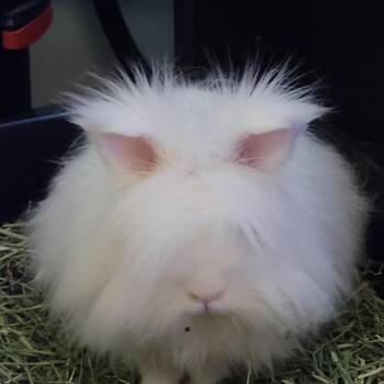 Holly M12507 -  Lionhead and Angora Rabbit Rabbit for Adoption - Holly M12507 | PetCurious