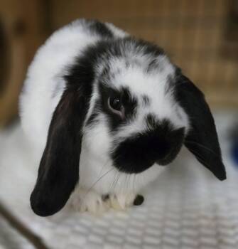Rescue Mini Lop Rabbits for Adoption in Salinas, California - Tricky | PetCurious