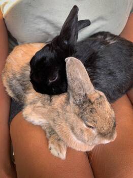 Rescue Harlequin and Havana Rabbits for Adoption in Los Angeles, California - Olivia & Oliver | PetCurious