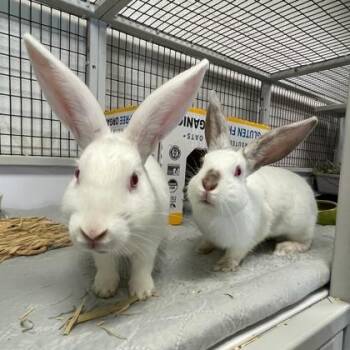 Merit (Bonded) -  Californian and Bunny Rabbit Rabbit for Adoption in Wheaton, Illinois - Merit (Bonded) | PetCurious