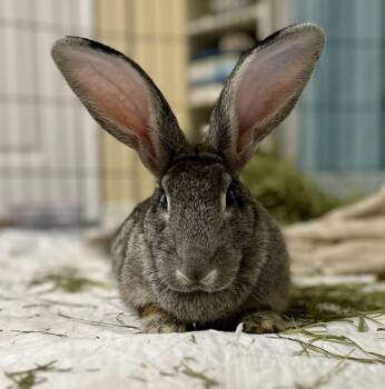 Tabitha -  Chinchilla Rabbit for Adoption in Melbourne, Florida - Tabitha | PetCurious