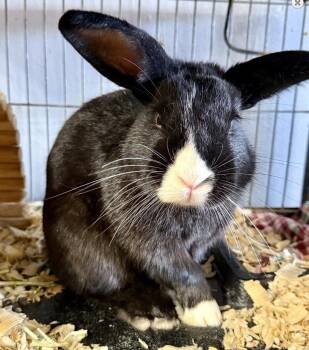 Oreo -  Bunny Rabbit Rabbit for Adoption in Landenberg, Pennsylvania - Oreo | PetCurious