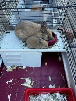 No name 1 -  Lionhead Rabbit for Adoption in Santa Cruz, California - No Name 1 | PetCurious