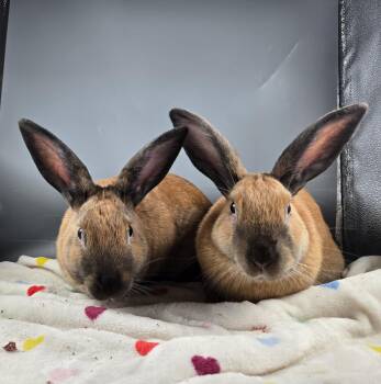 Uranus and Saturn -  Cinnamon Rabbit for Adoption in San Antonio, Texas - Uranus And Saturn | PetCurious