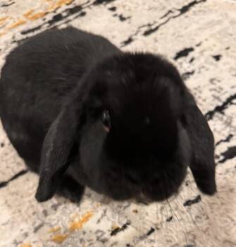 Rescue Holland Lop Rabbits for Adoption in Columbia, Maryland - Penny* | PetCurious