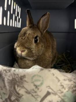 Netherland Dwarf Rabbits Available for Adoption - Muffie | PetCurious