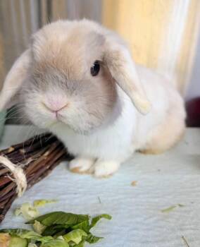 Holland Lop Rabbits Available for Adoption in Sechelt, British Columbia - Lindor | PetCurious