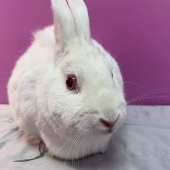 New Zealand Rabbits Available for Adoption in Saint Charles, Missouri - Baja Blast  | PetCurious