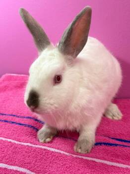Rescue Californian Rabbits for Adoption in Saint Charles, Missouri - Milk | PetCurious
