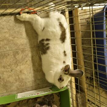 Rescue English Spot Rabbits for Adoption in Fremont, Ohio - Phileap | PetCurious